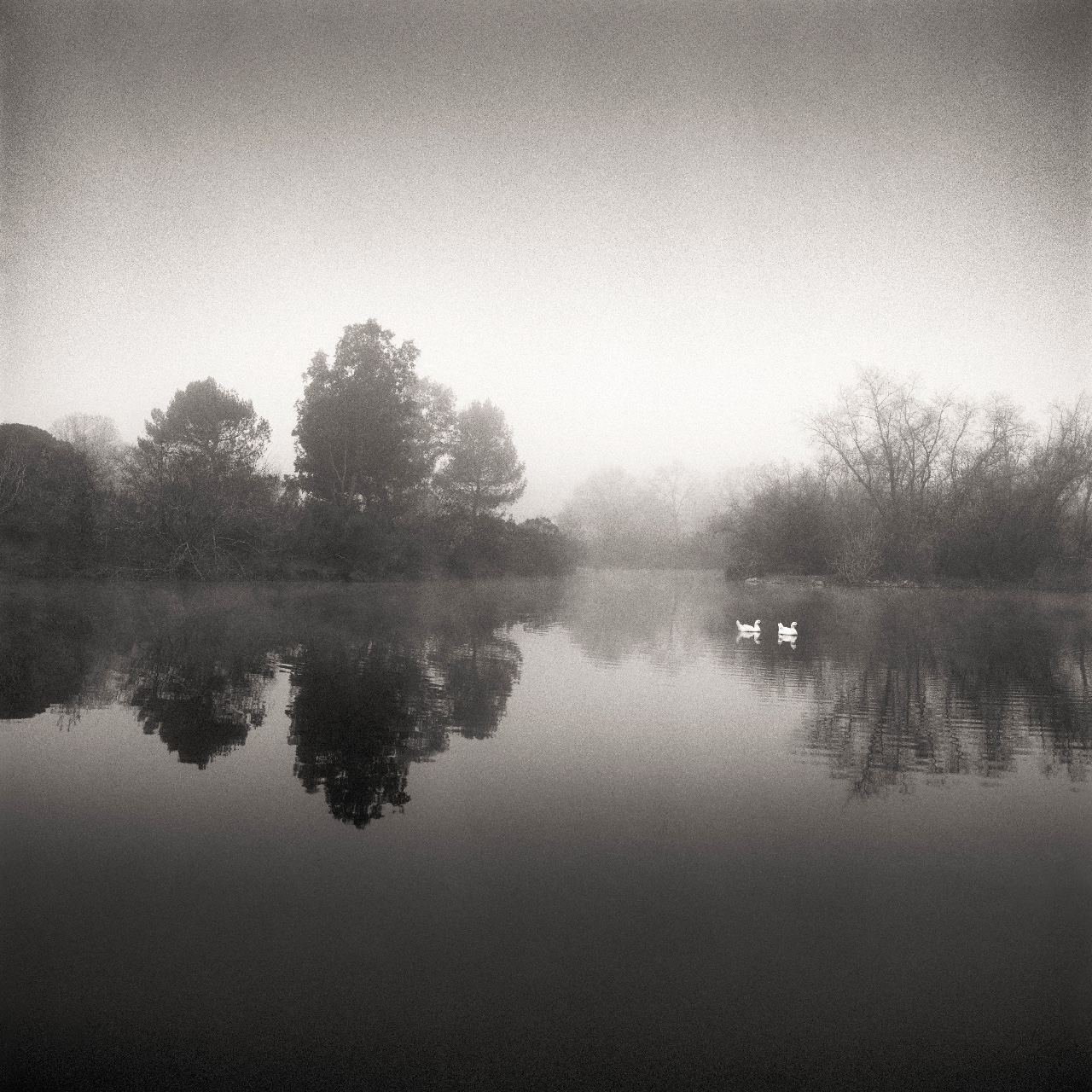 Twin Swans, Walnut Creek