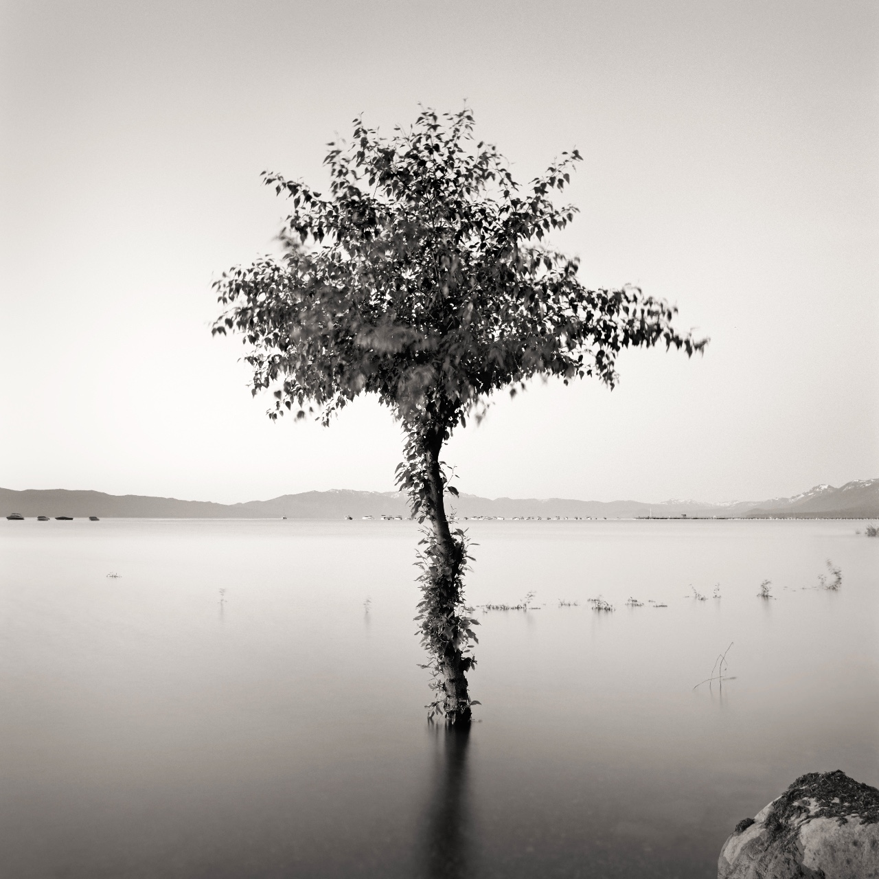 Lake Tree, Tahoe City