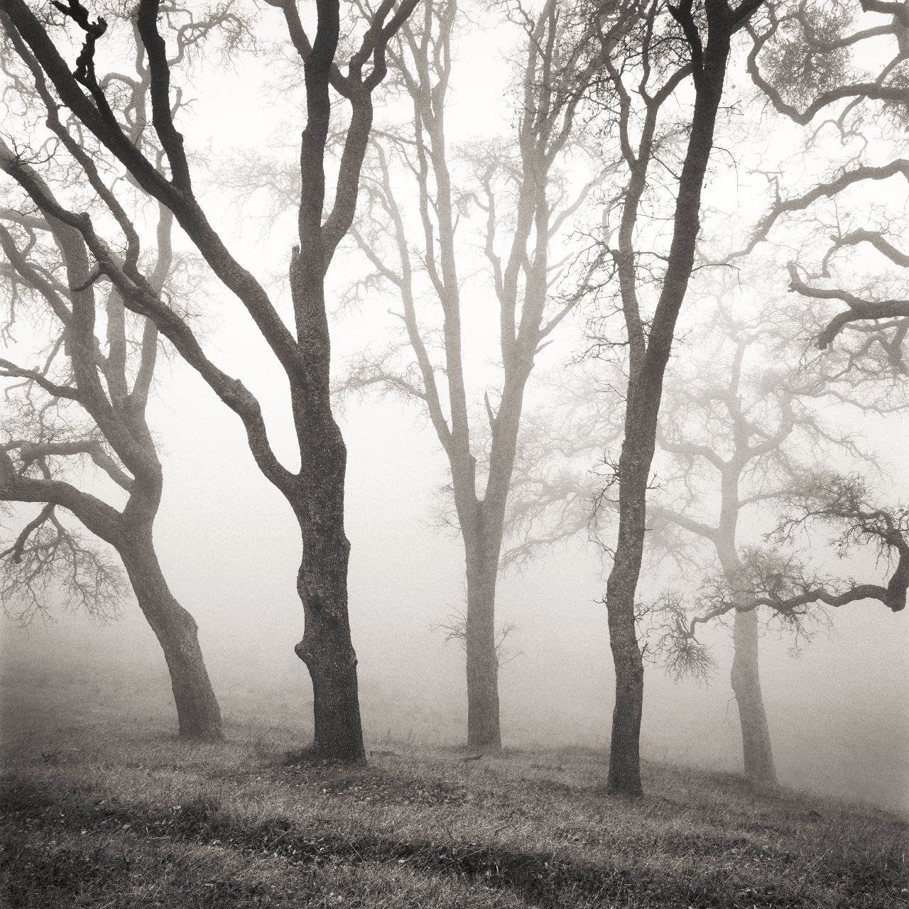 Black Oaks, Mt. Diablo