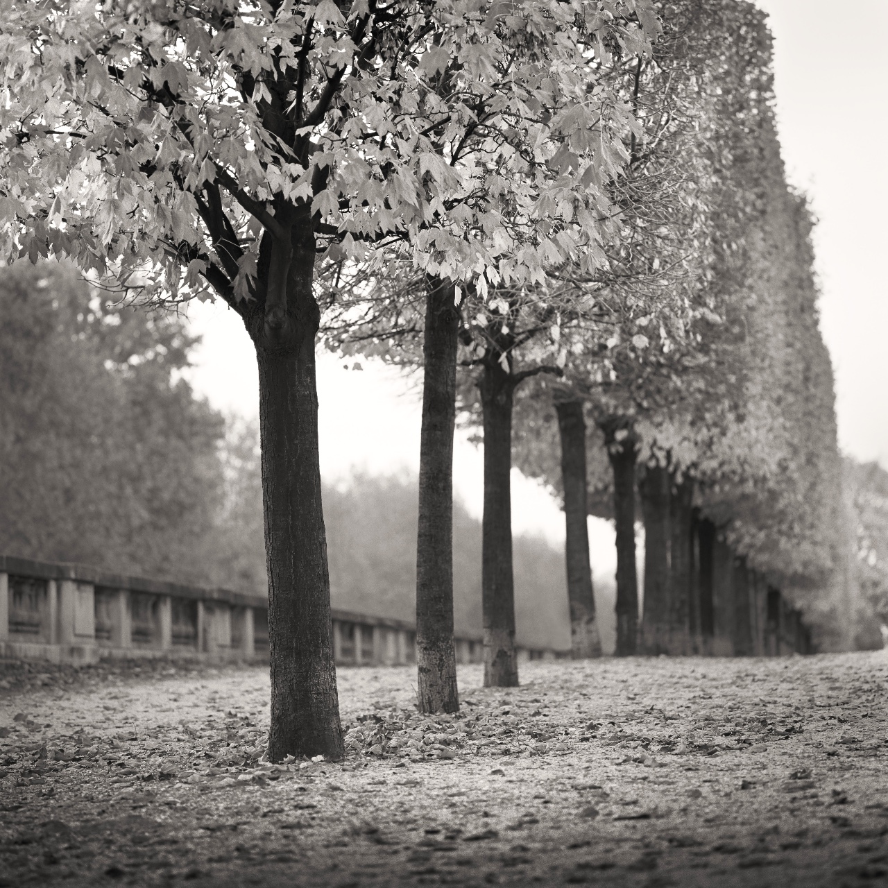 Terrace Trees, Paris