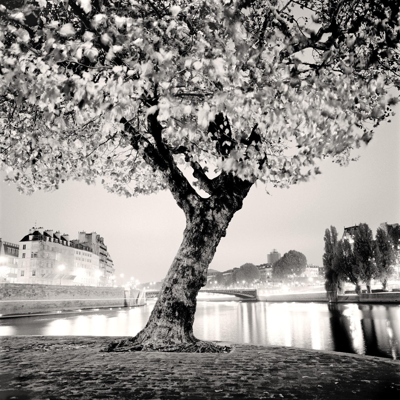 Lone Tree, Place Louis Aragon, Paris